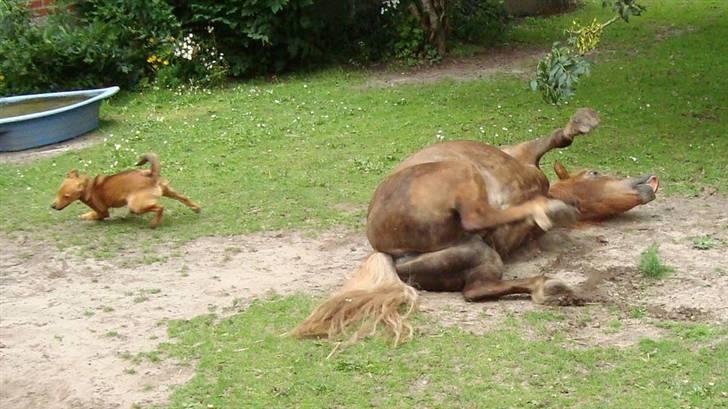 Shetlænder Carlo  - NYT billede 19