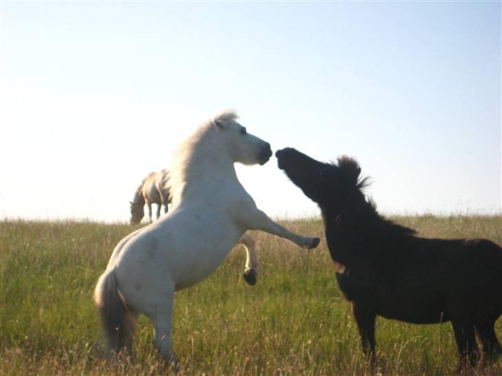 Shetlænder Onslow<3*død* - min vildt seje karate pony Sommer 2008 :P savner dig ubeskrivelig meget billede 6