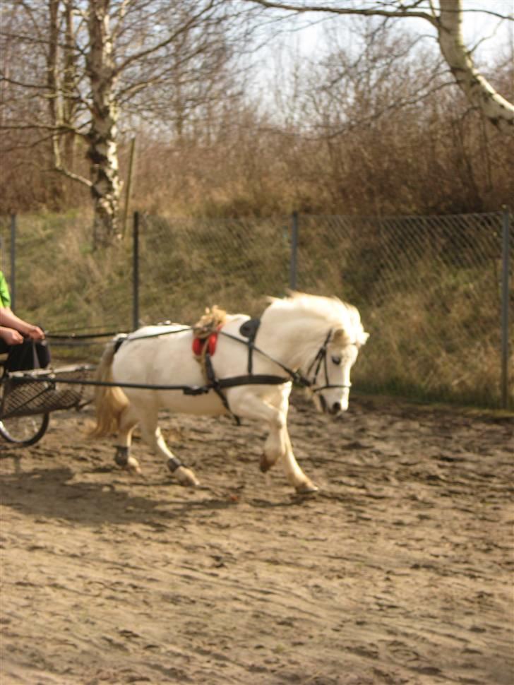 Shetlænder Onslow<3*død* - Køre hestevogn :D Elsker diig <3<3 billede 7