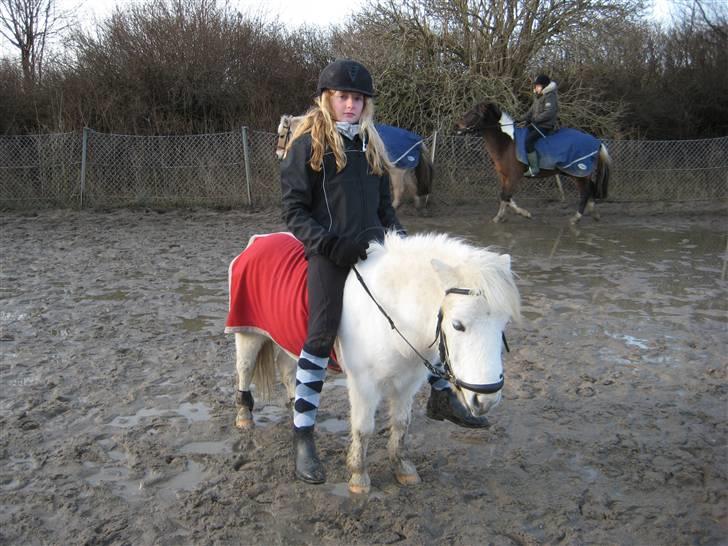 Shetlænder Onslow<3*død* - red min lille engel for sidste gang ? :/ savner dig billede 8