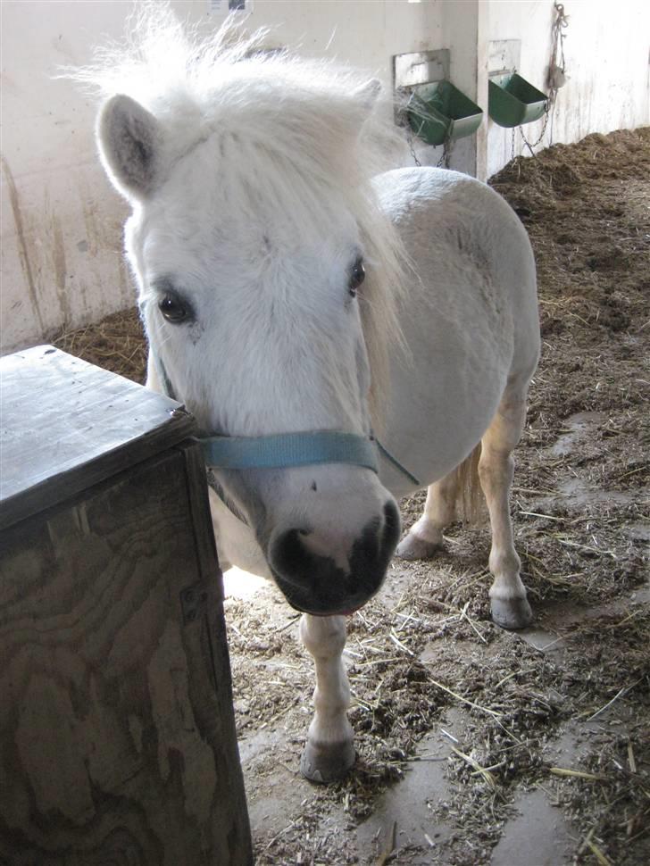 Shetlænder Onslow<3*død* - se lige en lille uskyldig pony <3savner dig billede 9