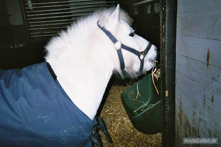 Shetlænder Onslow<3*død* - for ca. 3  år siden, det er da en skøn pony <3:) tak MAllehsavner dig billede 10