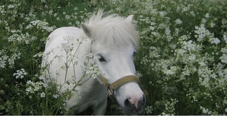 Shetlænder Onslow<3*død* - pony i det høje græs xDsavner dig billede 11