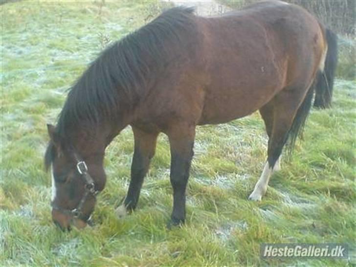 DSP Capone - Capone på Fold .. billede 1