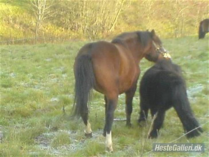 DSP Capone - Capone på fold med Bandit :´) billede 2