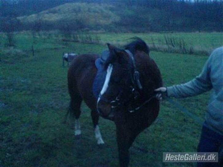 DSP Capone - Capone som har fået hovedtøj og sadel på d: billede 3