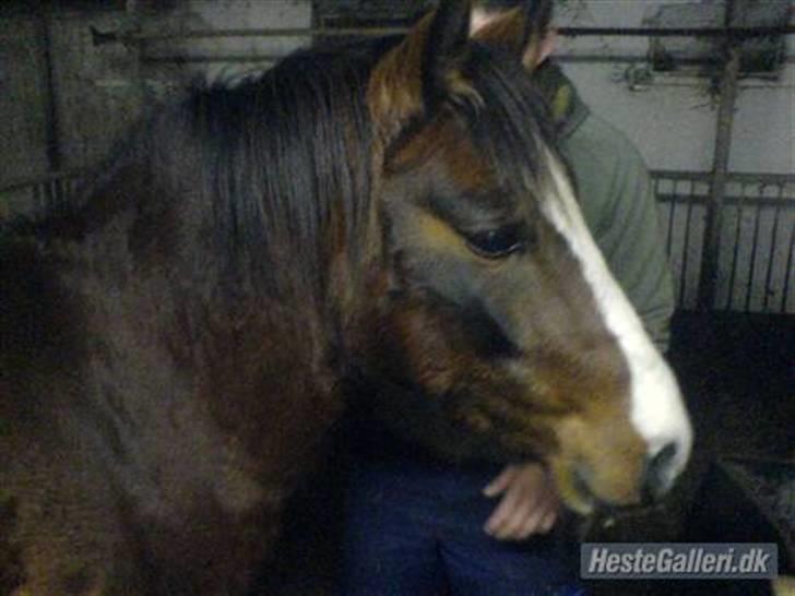 DSP Capone billede 5