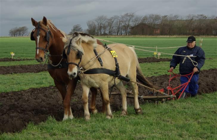 Fjordhest Naja af Dyssebakke - Mig til DM i hestepløjning 2007, sammen med min makker Nica billede 15