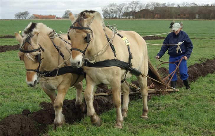 Fjordhest Buster - Til DM i hestepløjning med min ejer 2007 billede 20