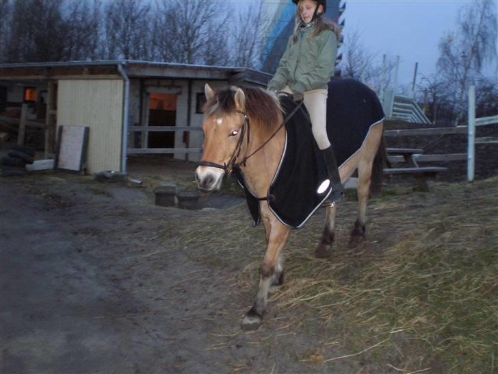 Anden særlig race Tyson <33   - er på vej ned af baggen fra ridebanen skal til at skridte af foto: niko<3 billede 6