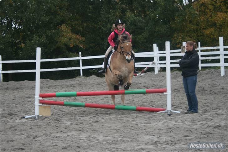 Anden særlig race Tyson <33   - stævne 15/10-08 70 cm foto: rikke billede 7