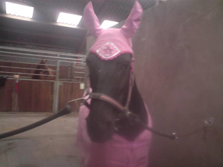 Pinto Freja SOLGT - #13 The Pink Freja xoD Er hun ikke lækker? billede 13