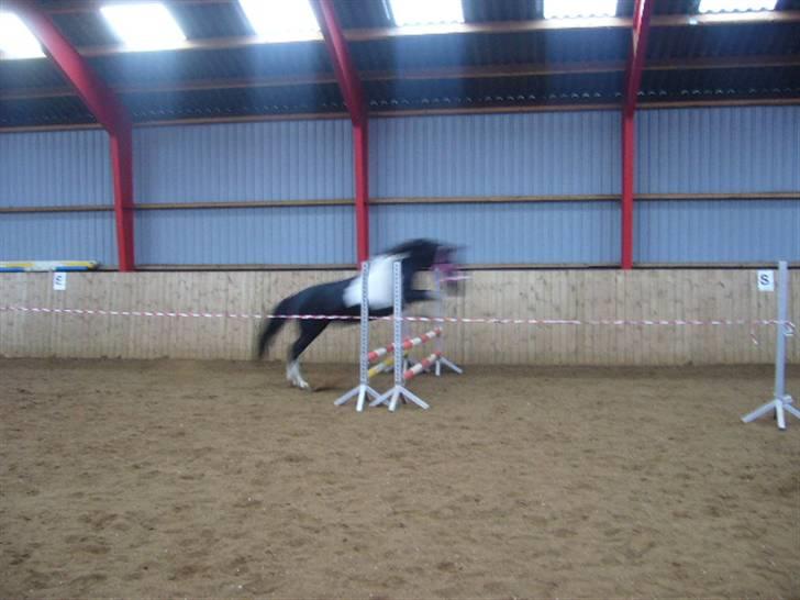 Pinto Freja SOLGT - #16 Dengang hun måtte rides. Hun kunne sagtens springe! ;oP billede 16