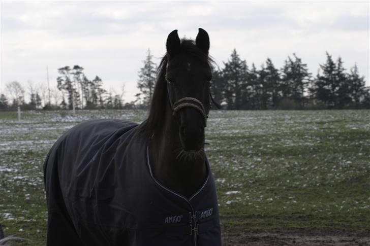 Pinto Freja SOLGT - #17 Freja en dag på Marken, Vinteren 2007. billede 17