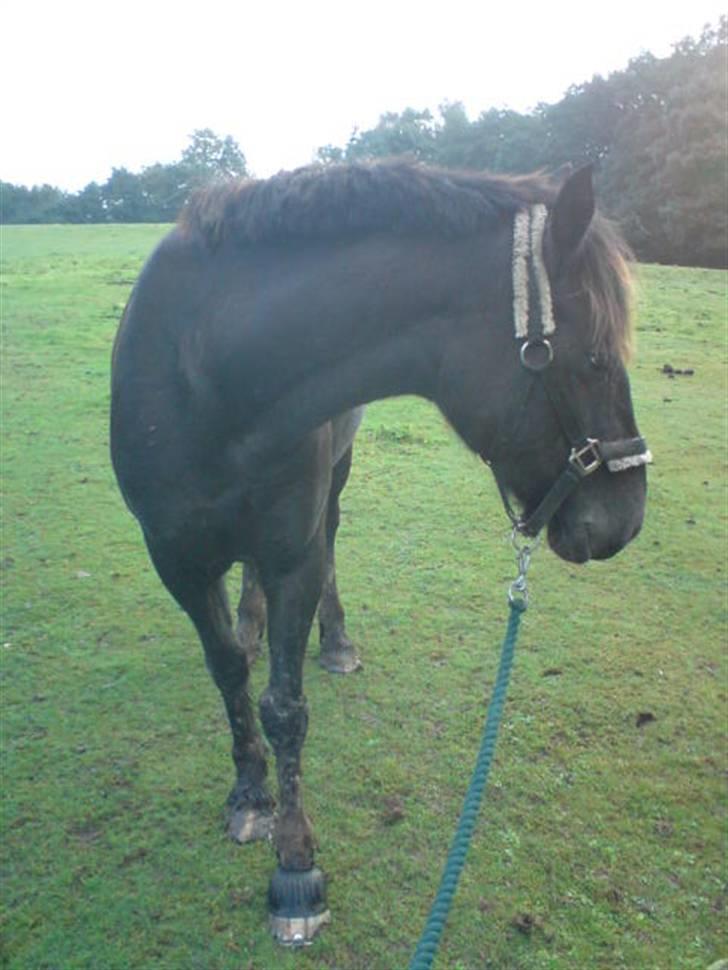 Welsh Cob (sec D) Silva - Trætte Silva på folden efter stævne :D billede 15