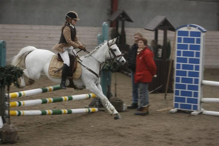 Anden særlig race Snowflake billede 2