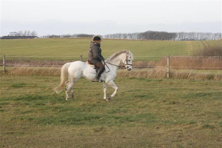 Anden særlig race Snowflake billede 4