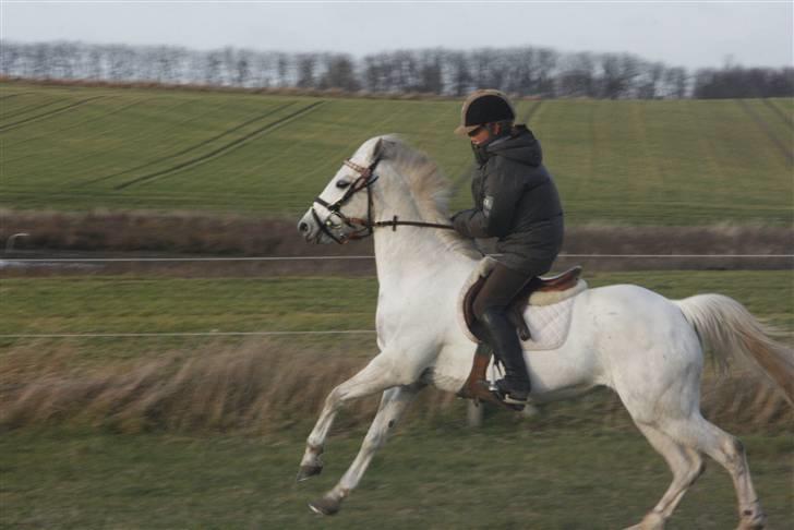 Anden særlig race Snowflake billede 5