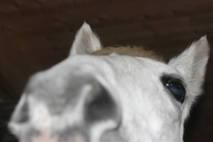 Anden særlig race Snowflake billede 6