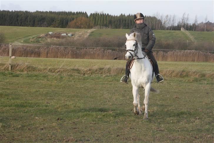 Anden særlig race Snowflake billede 7