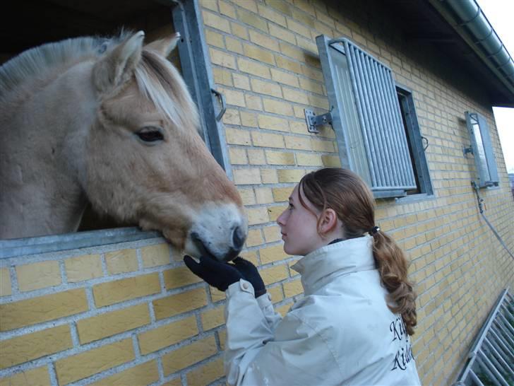 Fjordhest Eddie - 17# Every time we touch I get this feeling <3 billede 17