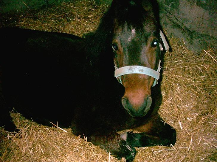 Anden særlig race Ami (SOLGT) :'( - 9# Ihh du for cute Ami....<33 billede 9