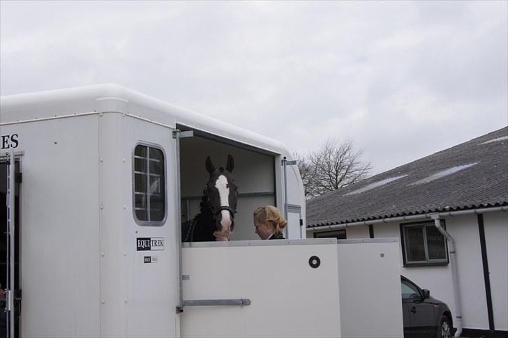 New Forest Igor | B-pony | Solgt billede 4