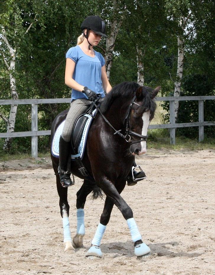 New Forest Igor | B-pony | Solgt - Træning juli 2010 - fuglebjerg ridecenter - foto: Laizza <3 billede 5