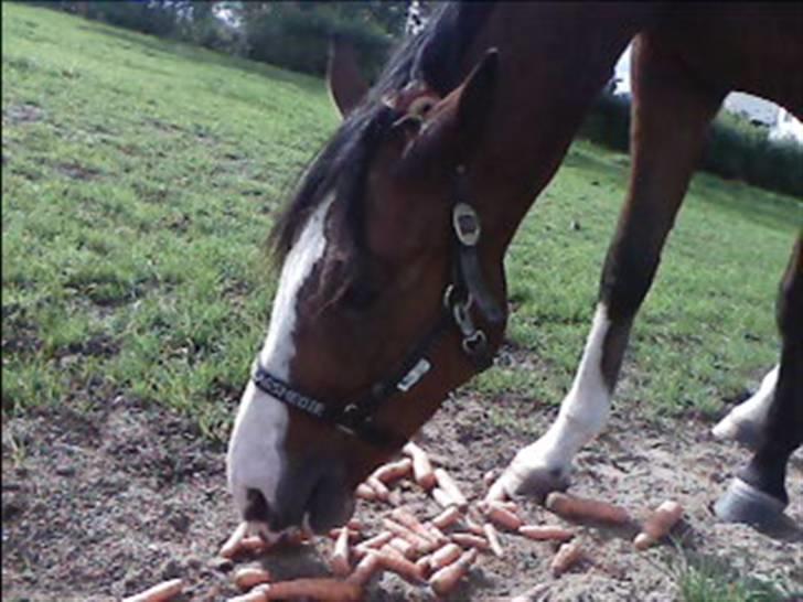 Dansk Varmblod welt-sohn R.I.P 2002-2009 - det er bare hygge at få gulerødder ud på marken billede 14