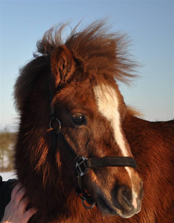 Shetlænder KJÆRSGAARDS AMINA - Med det nye kamera d.26 dec 2009:) Søde Amina..<3 billede 6