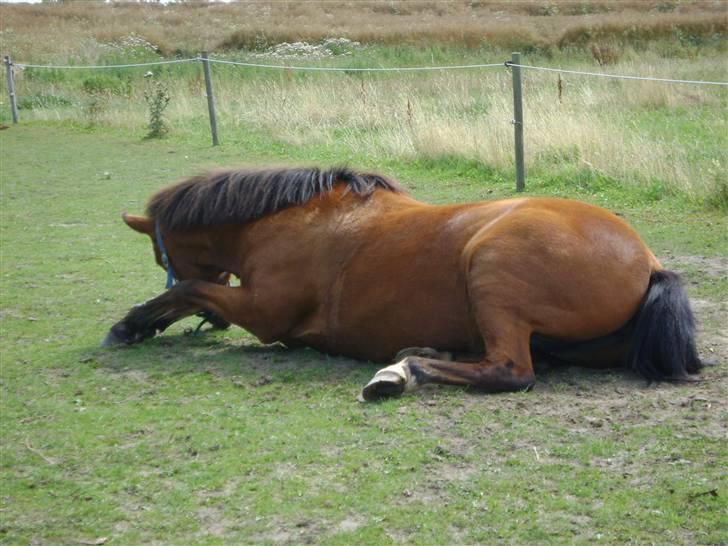 New Forest Bonnie  - ej jeg klør på mit ben.... foto mig selv..... billede 3