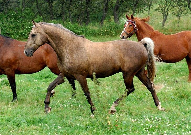 Palomino CHOPALI - En lille travtur på marken, juli 2010. Og så har aben smidt sin grime.. billede 11