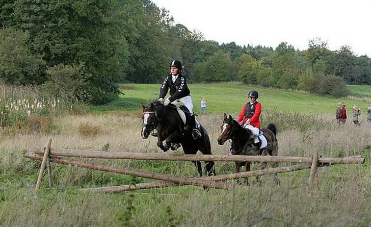 New Forest Luna - Jagt Engestofte Gods 21/9-08 billede 11