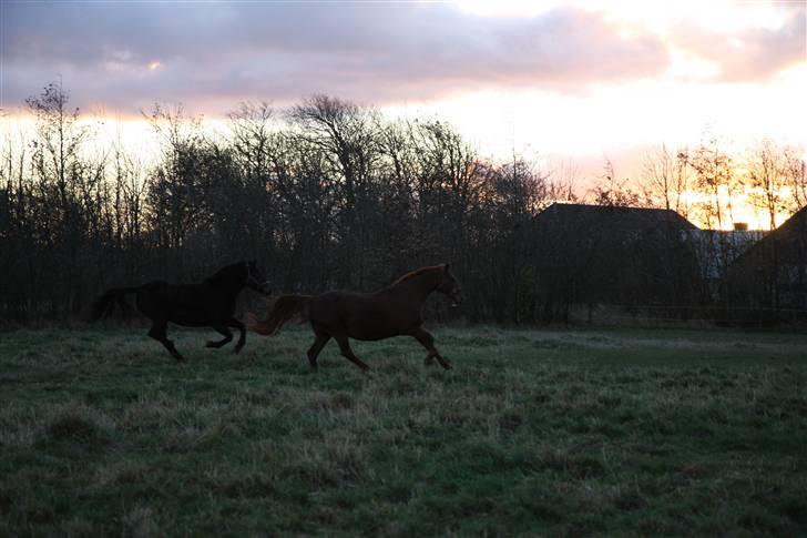 Anden særlig race Miss Indy R.I.P billede 14