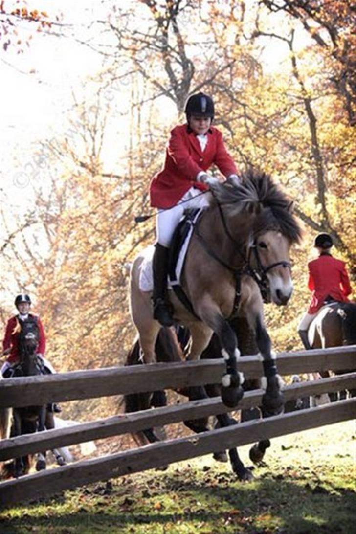Fjordhest Ronja billede 1