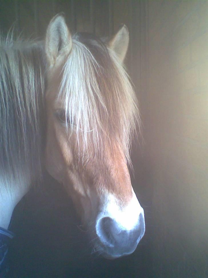 Fjordhest Tot billede 14