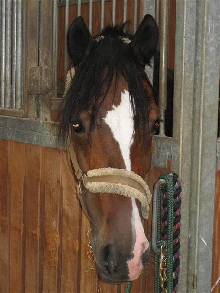 Anden særlig race Sunshine billede 2