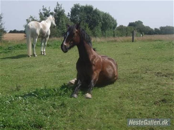 Anden særlig race Sunshine - er hun ikh søøøød billede 4