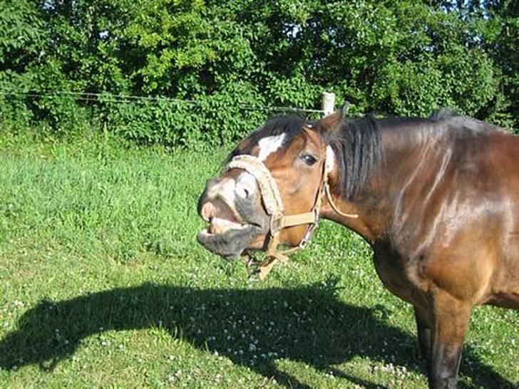 Anden særlig race Sunshine billede 5