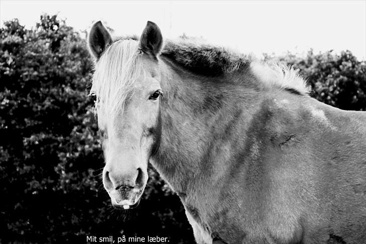 Anden særlig race Nikki Fra Højo *Aflivet og savnet* - Nikki Fra Højo. En hest, der kun kan elskes. billede 1
