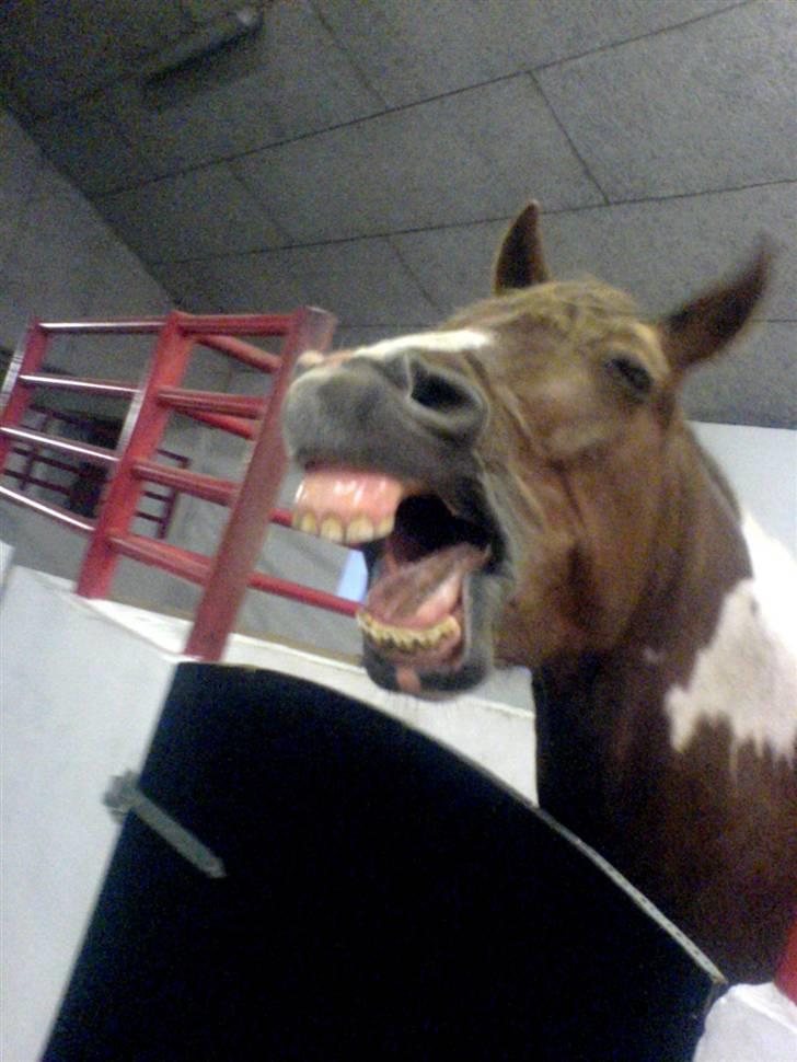 Anden særlig race Fillizante - Nuurh, det er min ponze <3 billede 11