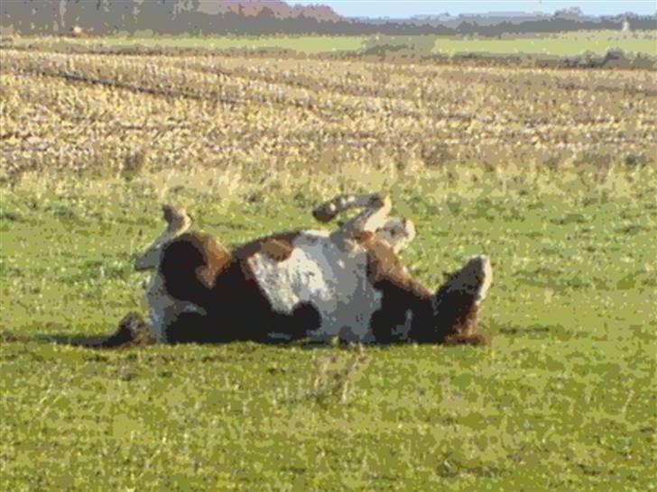Anden særlig race Fillizante - med alle 4 ben i luften :D sødere bliver det ikke.  billede 12