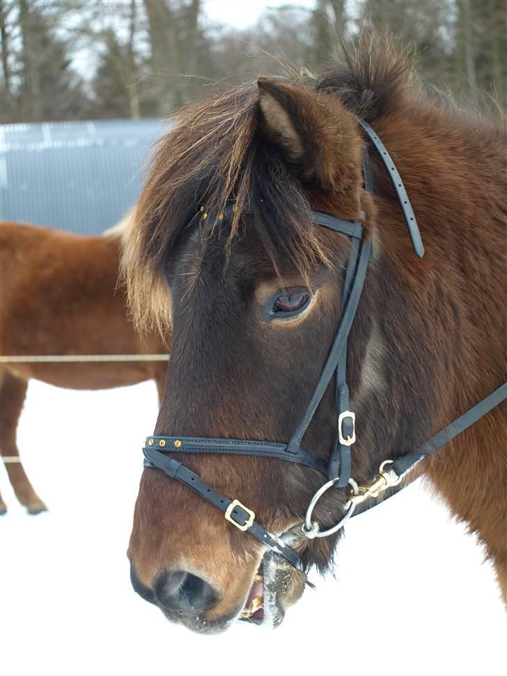 Islænder Leistur fra bakkakoti - Foto Sofia G billede 19