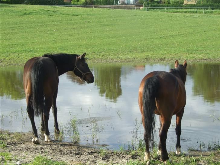 Oldenborg Baily  - 12/5 08 MF billede 3