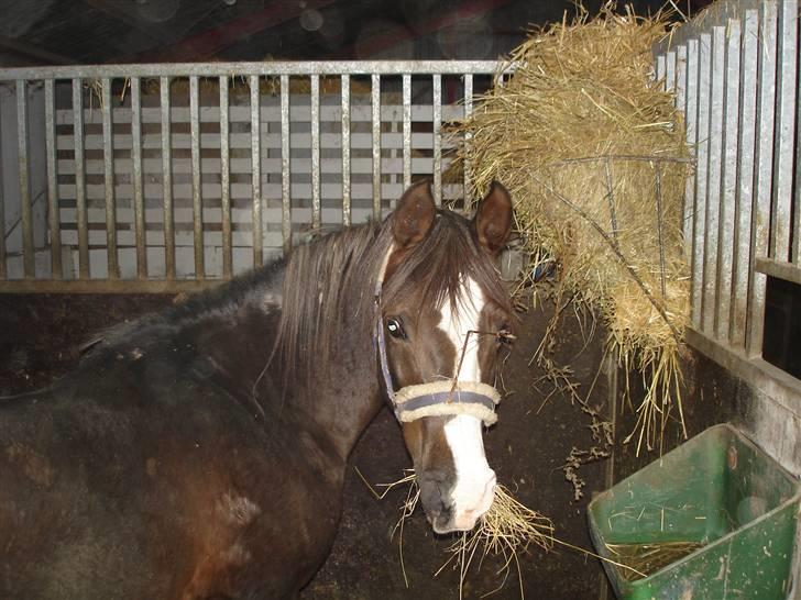 Arabisk fuldblod (OX) skovly`s prischa solgt - sahib prischa`s far billede 5