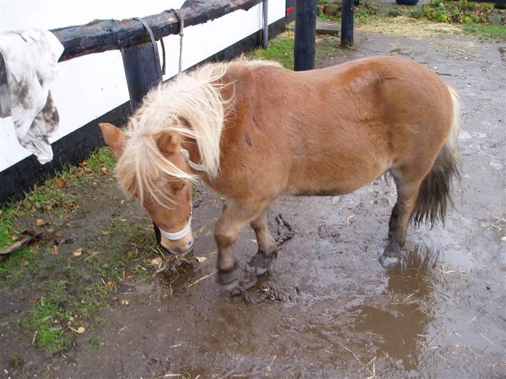 Shetlænder Basti (Gammel part) - Basti i fuld figur!. Og en basti der meget gerne vil ind i boksen ? :P . Men der er også mad til ham :D,  billede 11