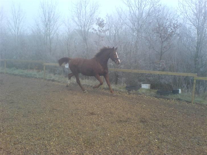 Hollandsk Varmblod OLEANDER - udf. frabedes! - Løs på banen. December2007. billede 20