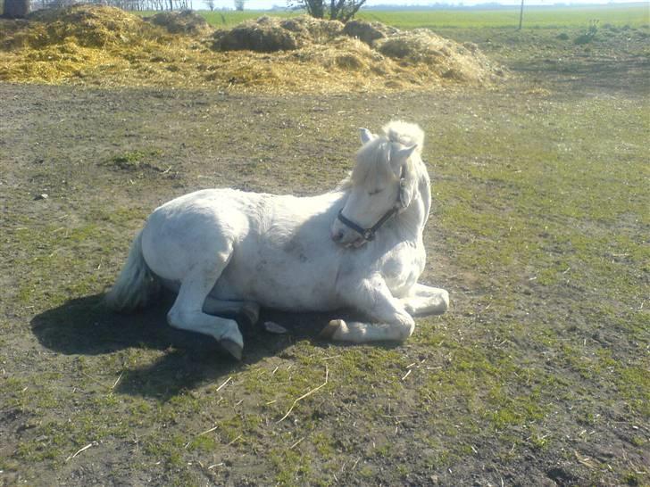 Welsh Mountain (sec A) Billy R.I.P billede 3