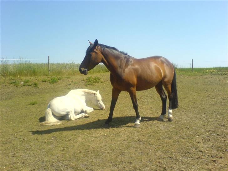 Welsh Mountain (sec A) Billy R.I.P billede 4