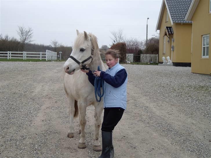 Welsh Pony (sec B) Samson (for altid savnet) billede 6